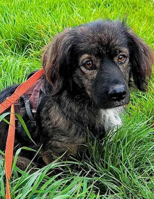 Franco, male 5yo Mixed Breed for adoption at Tierheim u. Tierschutzverein Kreis Ahrweiler e.V. / Tierheim Remagen., Remagen