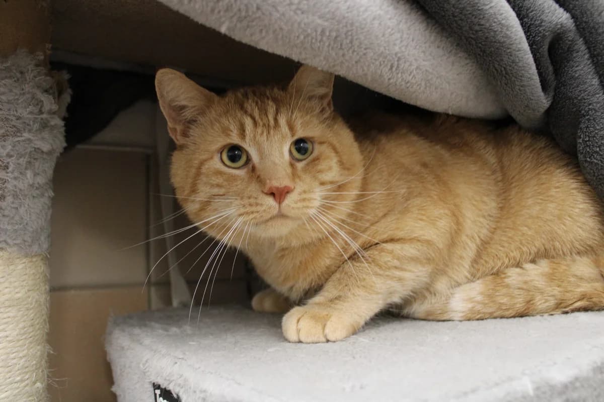Garfield, male senior mixed breed for adoption at Tierheim u. Tierschutzverein Kreis Ahrweiler e.V. / Tierheim Remagen., Remagen