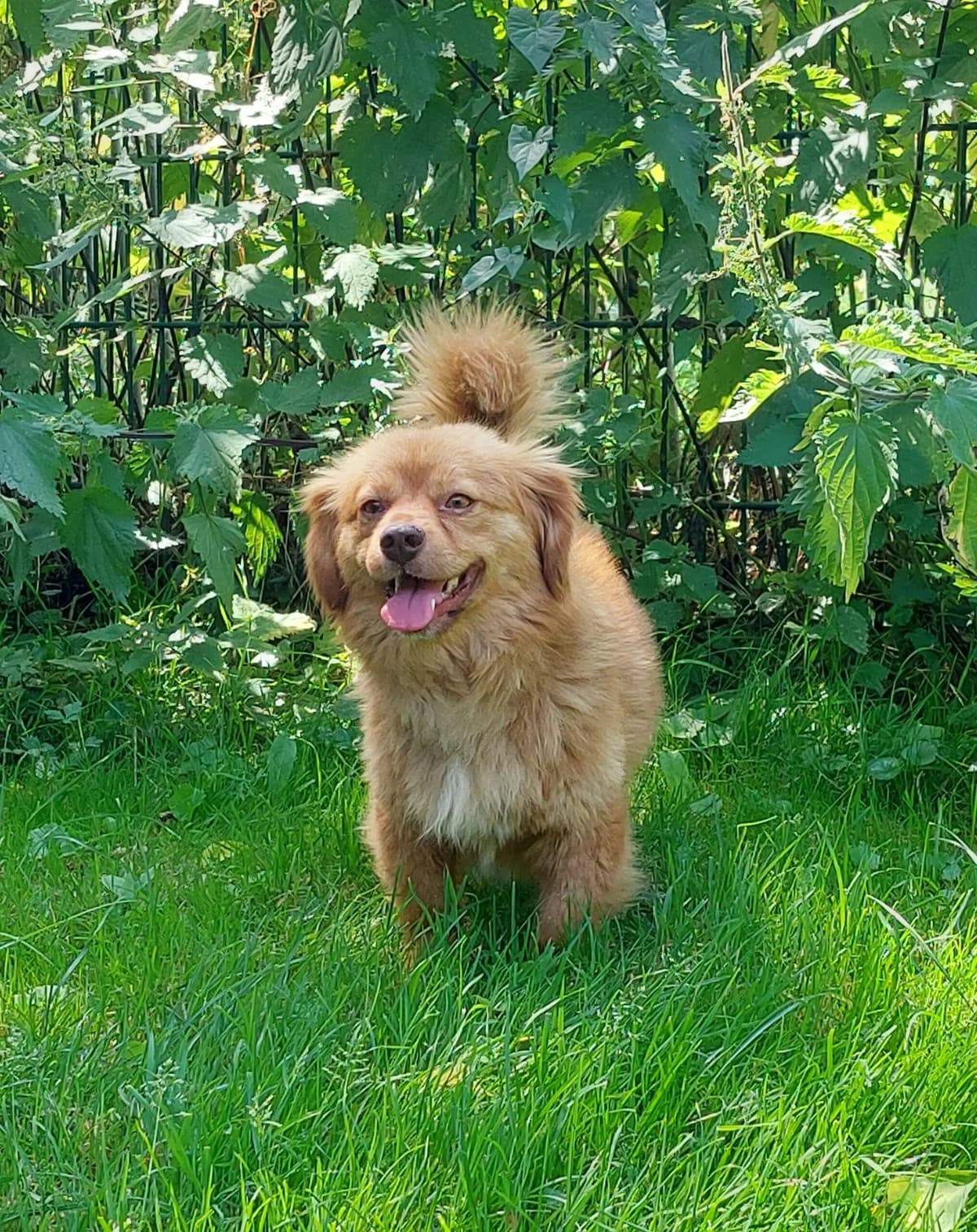 Gimli, male 4yo Mixed Breed for adoption at Tierheim u. Tierschutzverein Kreis Ahrweiler e.V. / Tierheim Remagen., Remagen