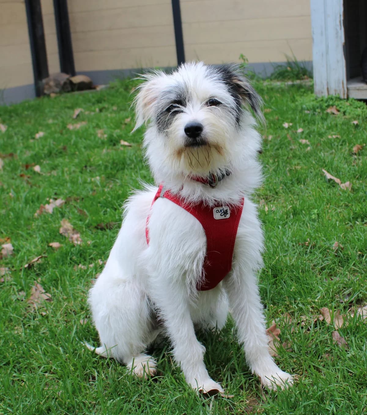 Ginja, female 4yo Mixed Breed for adoption at Tierheim u. Tierschutzverein Kreis Ahrweiler e.V. / Tierheim Remagen., Remagen