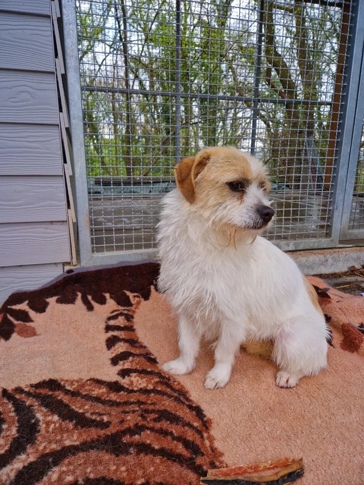 Gloria, female 5yo Mixed Breed for adoption at Tierheim u. Tierschutzverein Kreis Ahrweiler e.V. / Tierheim Remagen., Remagen