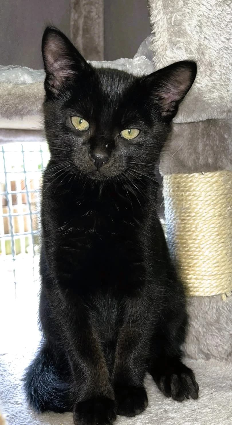 Houdini, female 3yo mixed breed for adoption at Tierheim u. Tierschutzverein Kreis Ahrweiler e.V. / Tierheim Remagen., Remagen