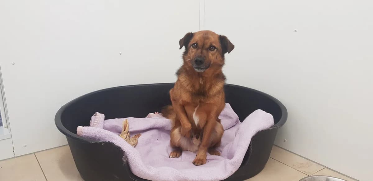 Joe, male senior Mixed Breed for adoption at Tierheim u. Tierschutzverein Kreis Ahrweiler e.V. / Tierheim Remagen., Remagen