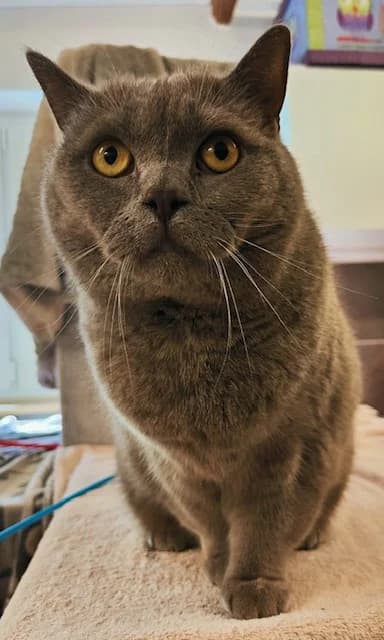 Lilith, female 7yo British Shorthair for adoption at Tierheim u. Tierschutzverein Kreis Ahrweiler e.V. / Tierheim Remagen., Remagen