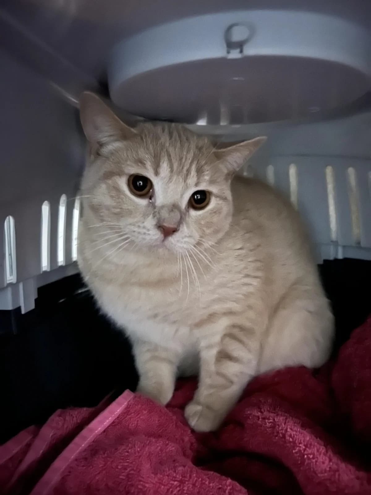 Kaito, male 4yo British Shorthair for adoption at Tierheim u. Tierschutzverein Kreis Ahrweiler e.V. / Tierheim Remagen., Remagen