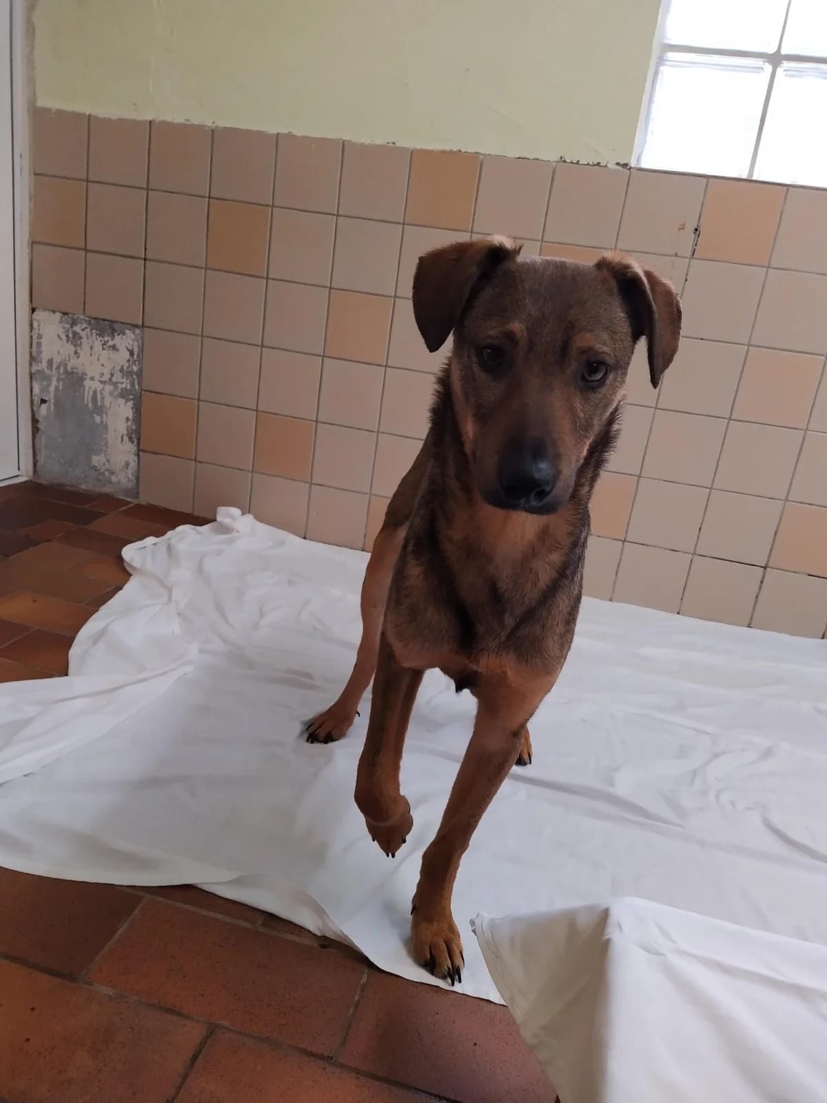 Kansas, male senior Mixed Breed for adoption at Tierheim u. Tierschutzverein Kreis Ahrweiler e.V. / Tierheim Remagen., Remagen