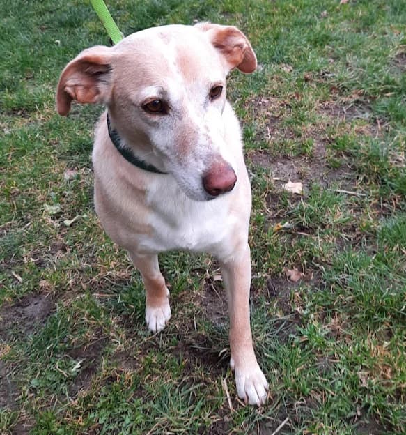 July, female senior Mixed Breed for adoption at Tierheim u. Tierschutzverein Kreis Ahrweiler e.V. / Tierheim Remagen., Remagen