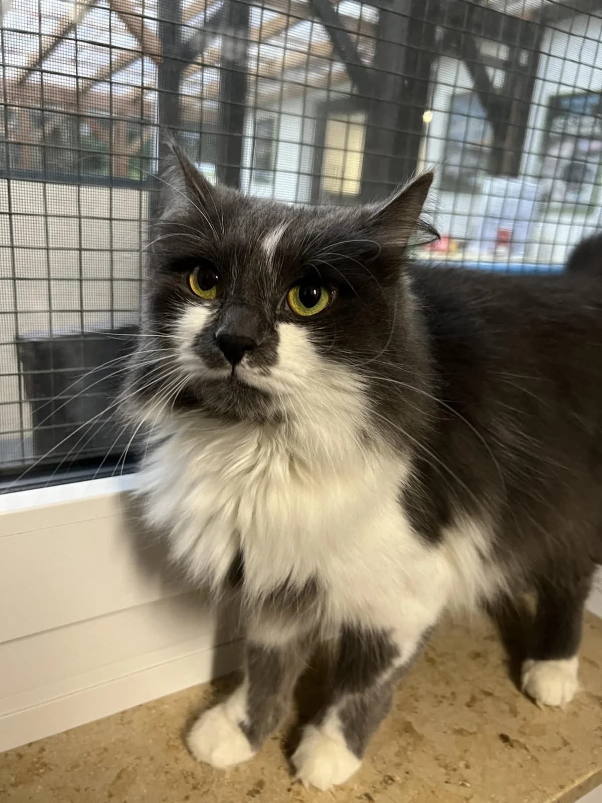 Kasa, female 5yo Maine Coon for adoption at Tierheim u. Tierschutzverein Kreis Ahrweiler e.V. / Tierheim Remagen., Remagen