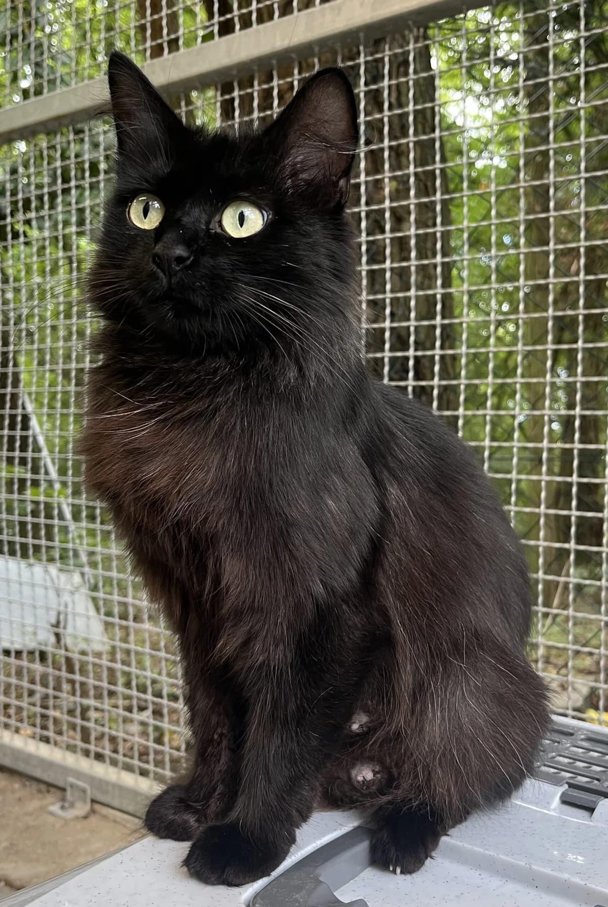 Lana, female 5yo mixed breed for adoption at Tierheim u. Tierschutzverein Kreis Ahrweiler e.V. / Tierheim Remagen., Remagen