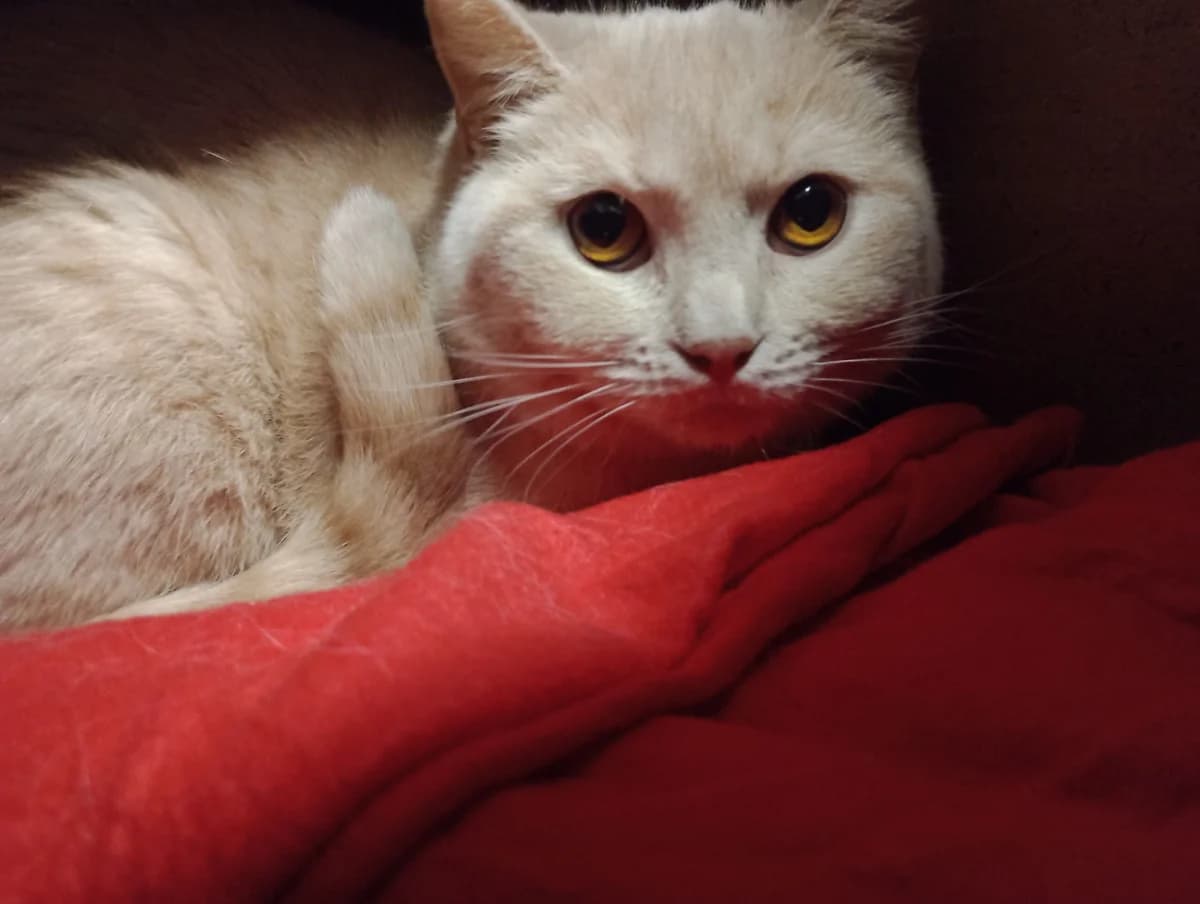Liliana, female 4yo British Shorthair for adoption at Tierheim u. Tierschutzverein Kreis Ahrweiler e.V. / Tierheim Remagen., Remagen