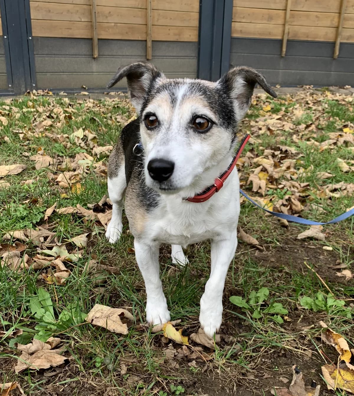 Lily, female senior Jack Russell Terrier for adoption at Tierheim u. Tierschutzverein Kreis Ahrweiler e.V. / Tierheim Remagen.