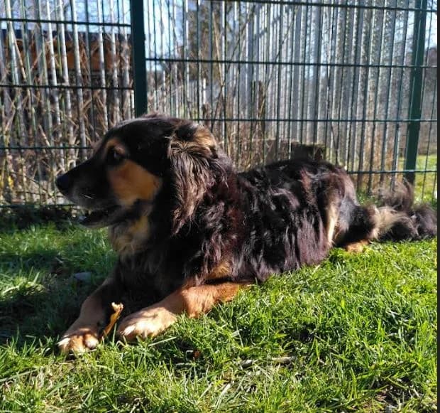 Luca, male senior Mixed Breed for adoption at Tierheim u. Tierschutzverein Kreis Ahrweiler e.V. / Tierheim Remagen., Remagen