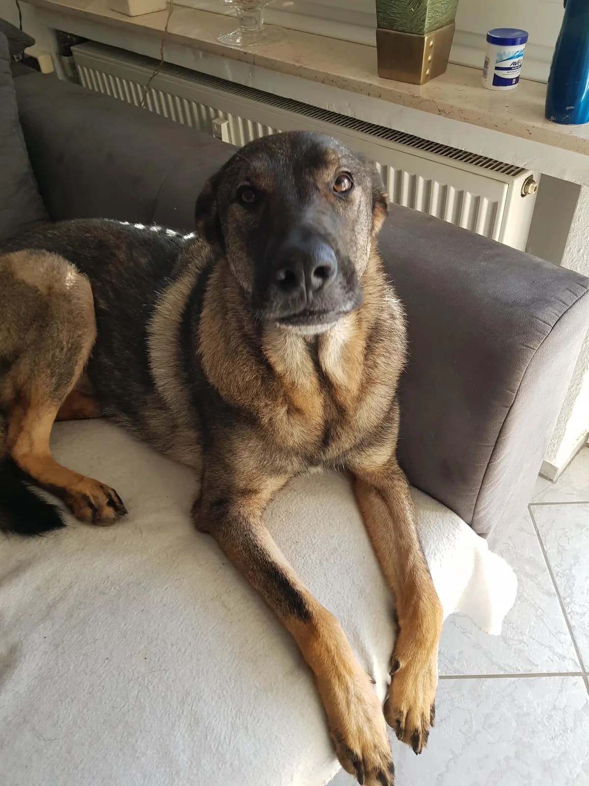 Lucky, male 7yo German Shepherd for adoption at Tierheim u. Tierschutzverein Kreis Ahrweiler e.V. / Tierheim Remagen.