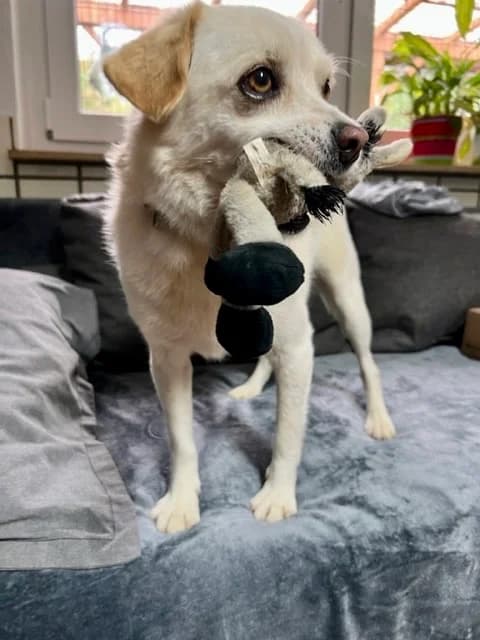 Menino, male senior Mixed Breed for adoption at Tierheim u. Tierschutzverein Kreis Ahrweiler e.V. / Tierheim Remagen.