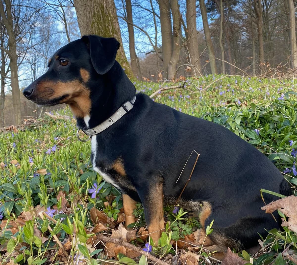 Maya, female 7yo Mixed Breed for adoption at Tierheim u. Tierschutzverein Kreis Ahrweiler e.V. / Tierheim Remagen.