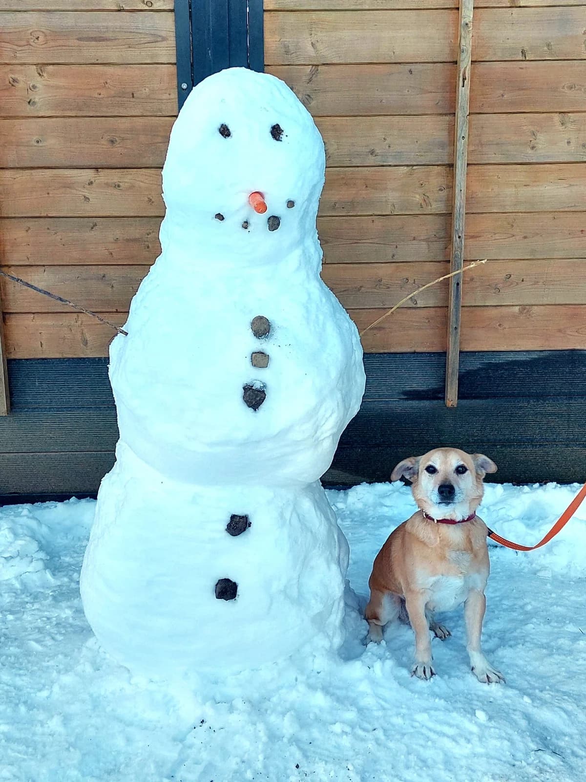 Mauro, male 7yo Mixed Breed for adoption at Tierheim u. Tierschutzverein Kreis Ahrweiler e.V. / Tierheim Remagen.