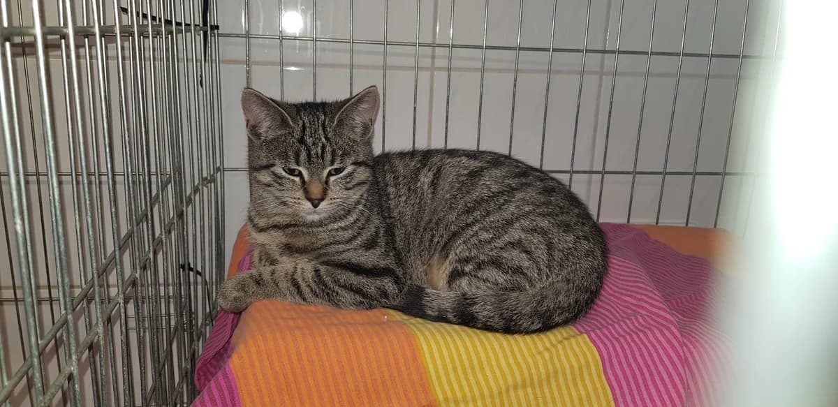 Meggy, female 3yo mixed breed for adoption at Tierheim u. Tierschutzverein Kreis Ahrweiler e.V. / Tierheim Remagen., Remagen