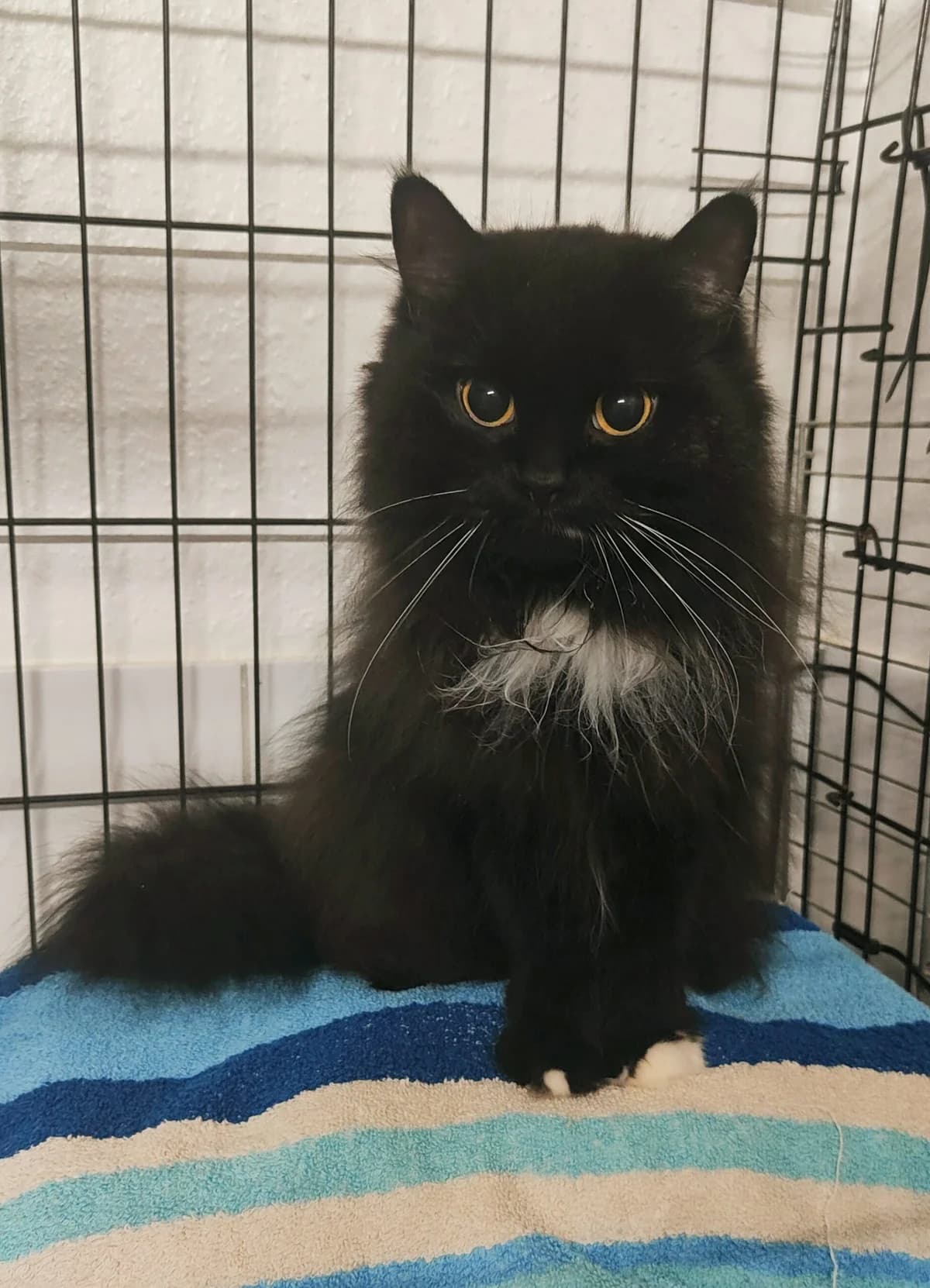 Milka, female 5yo Maine Coon for adoption at Tierheim u. Tierschutzverein Kreis Ahrweiler e.V. / Tierheim Remagen., Remagen