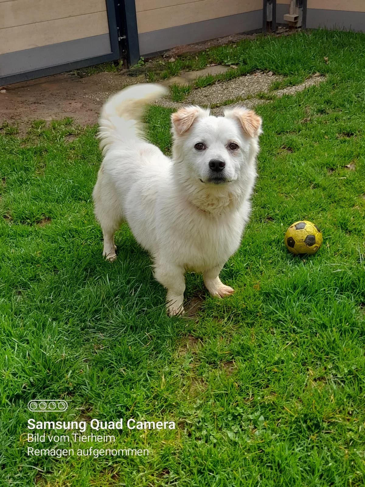 Miro, male 6yo Mixed Breed for adoption at Tierheim u. Tierschutzverein Kreis Ahrweiler e.V. / Tierheim Remagen., Remagen