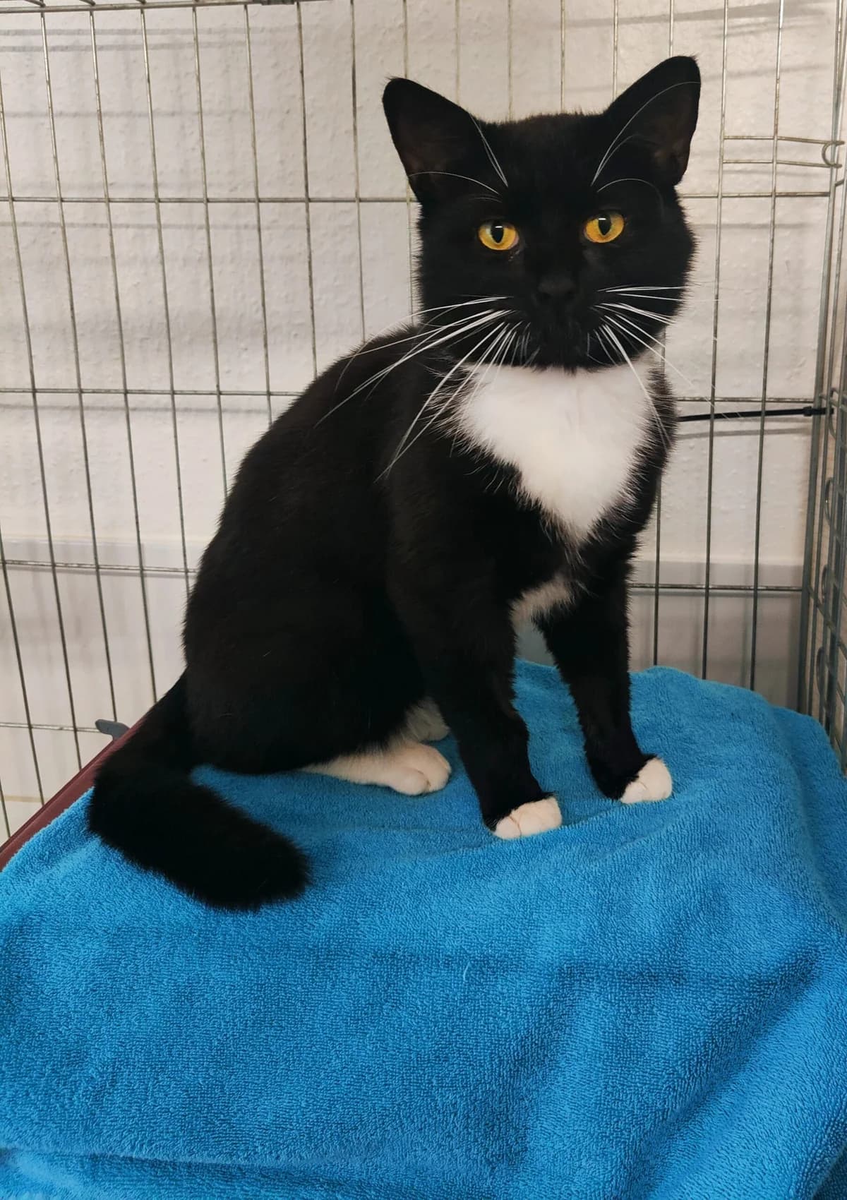 Monti, male 7yo mixed breed for adoption at Tierheim u. Tierschutzverein Kreis Ahrweiler e.V. / Tierheim Remagen., Remagen