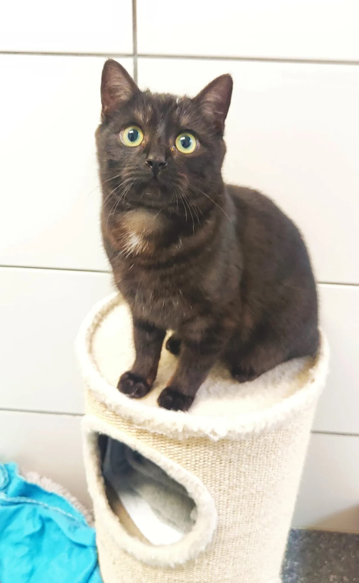 Onyx, male 3yo British Shorthair for adoption at Tierheim u. Tierschutzverein Kreis Ahrweiler e.V. / Tierheim Remagen., Remagen
