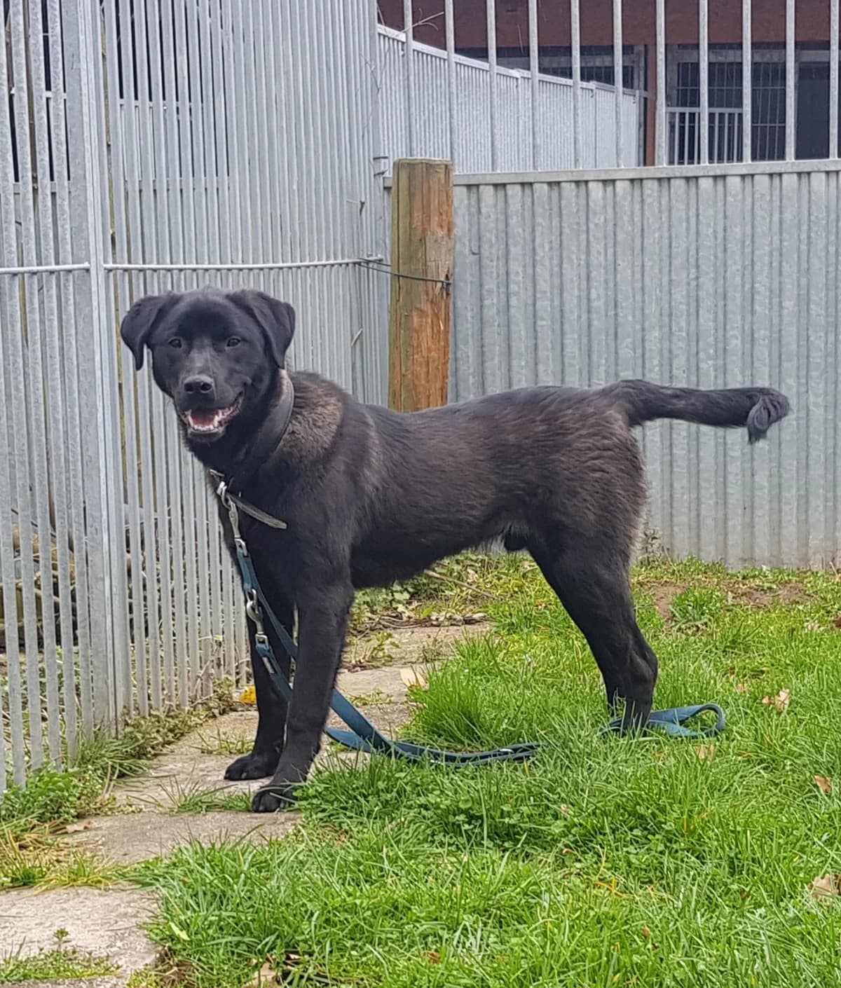 Pascha, male 4yo Mixed Breed for adoption at Tierheim u. Tierschutzverein Kreis Ahrweiler e.V. / Tierheim Remagen., Remagen