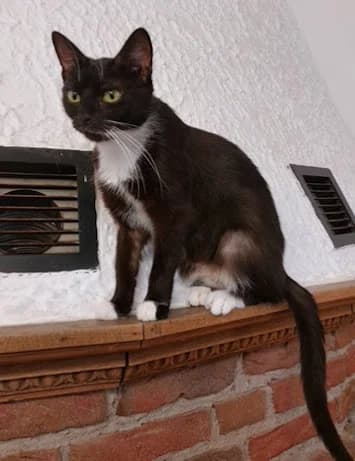 Persephone, female 6yo mixed breed for adoption at Tierheim u. Tierschutzverein Kreis Ahrweiler e.V. / Tierheim Remagen., Remagen