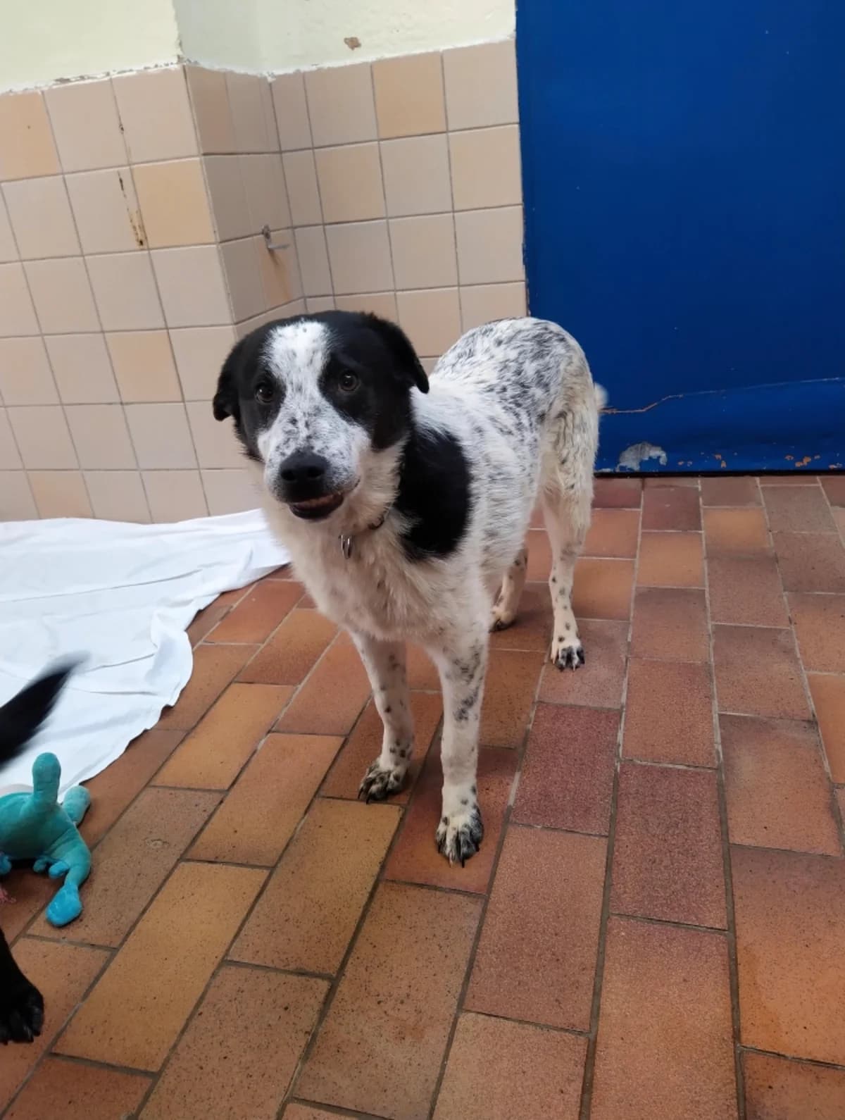 Pommes, male 6yo Mixed Breed for adoption at Tierheim u. Tierschutzverein Kreis Ahrweiler e.V. / Tierheim Remagen., Remagen
