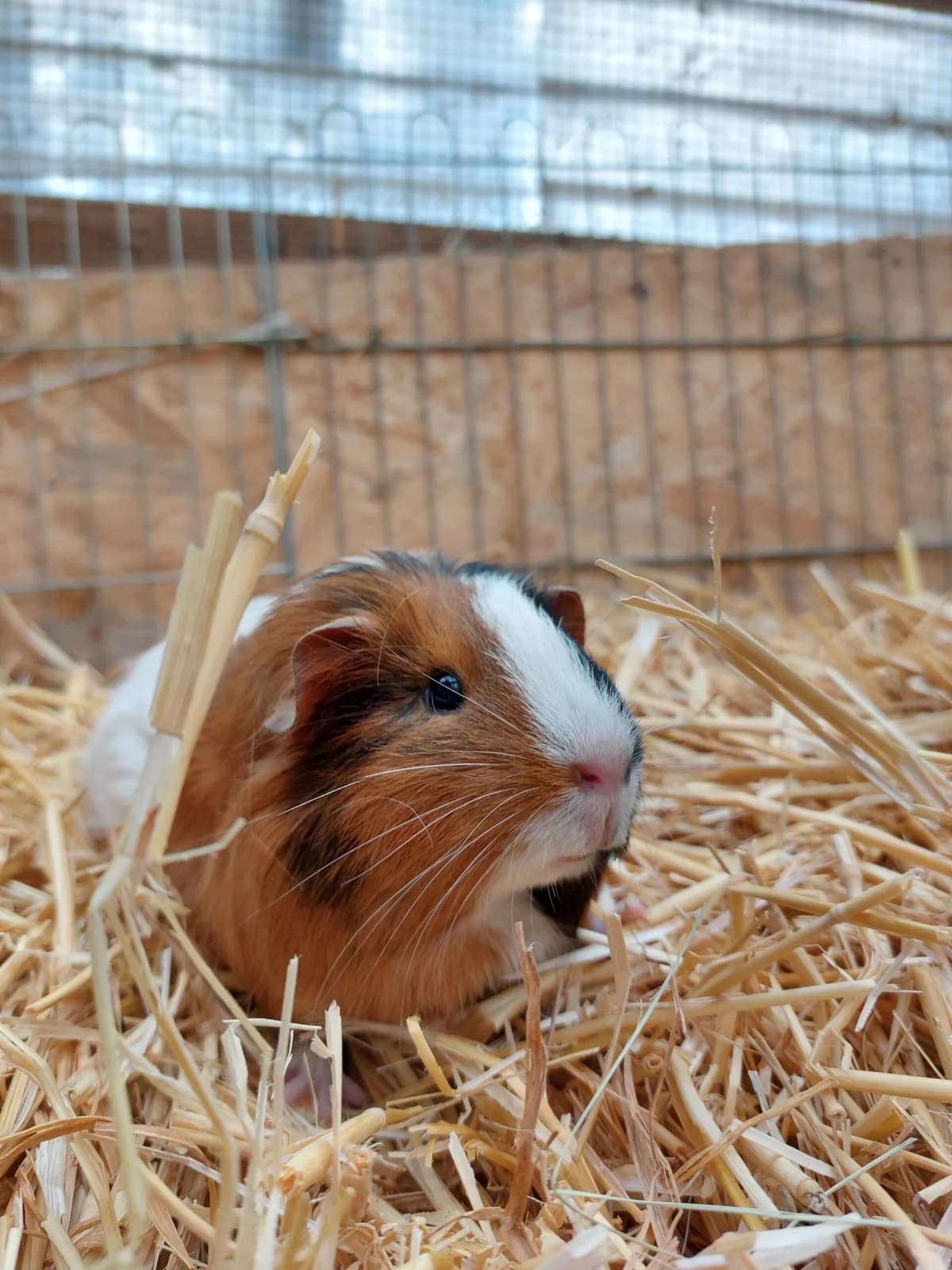 Penny, female 5yo Mixed Breed for adoption at Tierheim u. Tierschutzverein Kreis Ahrweiler e.V. / Tierheim Remagen., Remagen