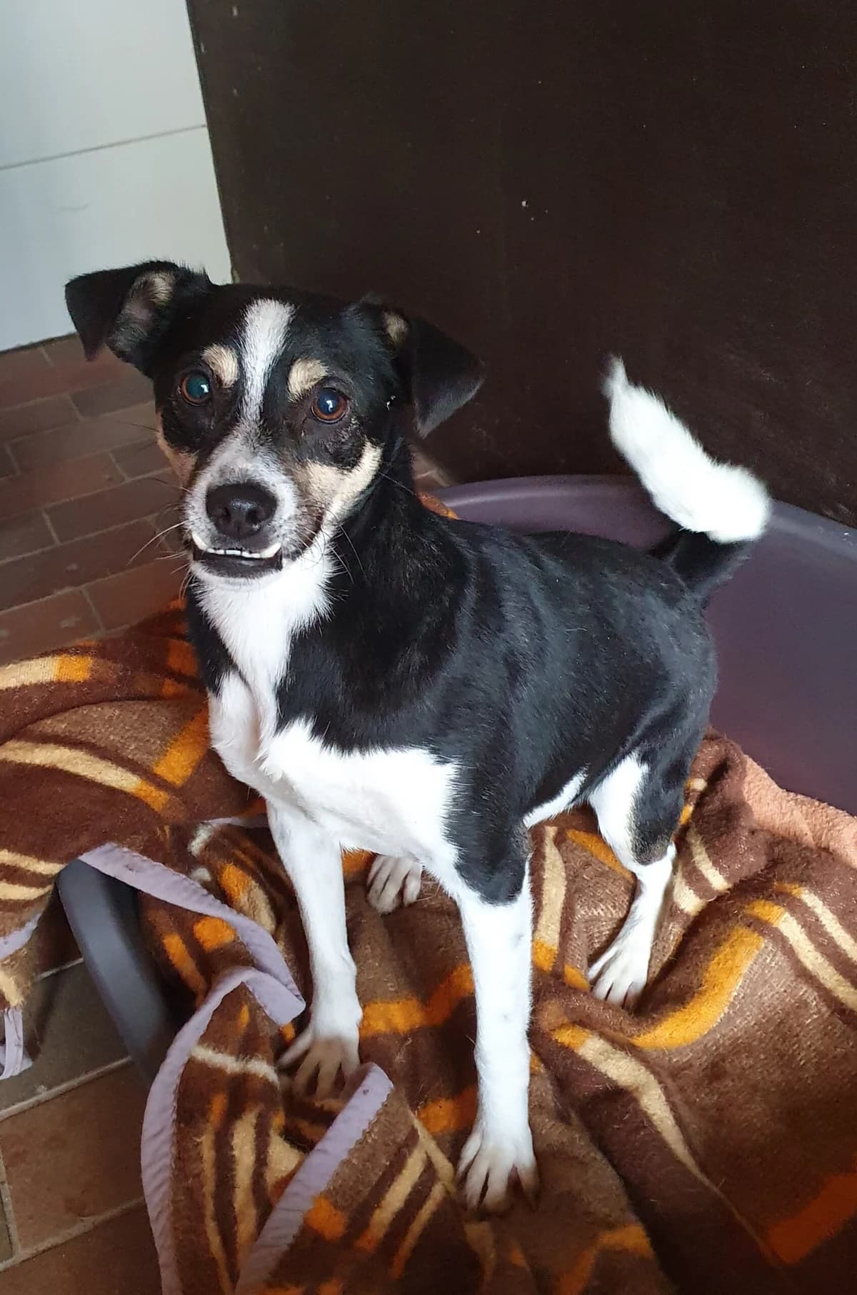Piefke, male 5yo Mixed Breed for adoption at Tierheim u. Tierschutzverein Kreis Ahrweiler e.V. / Tierheim Remagen., Remagen