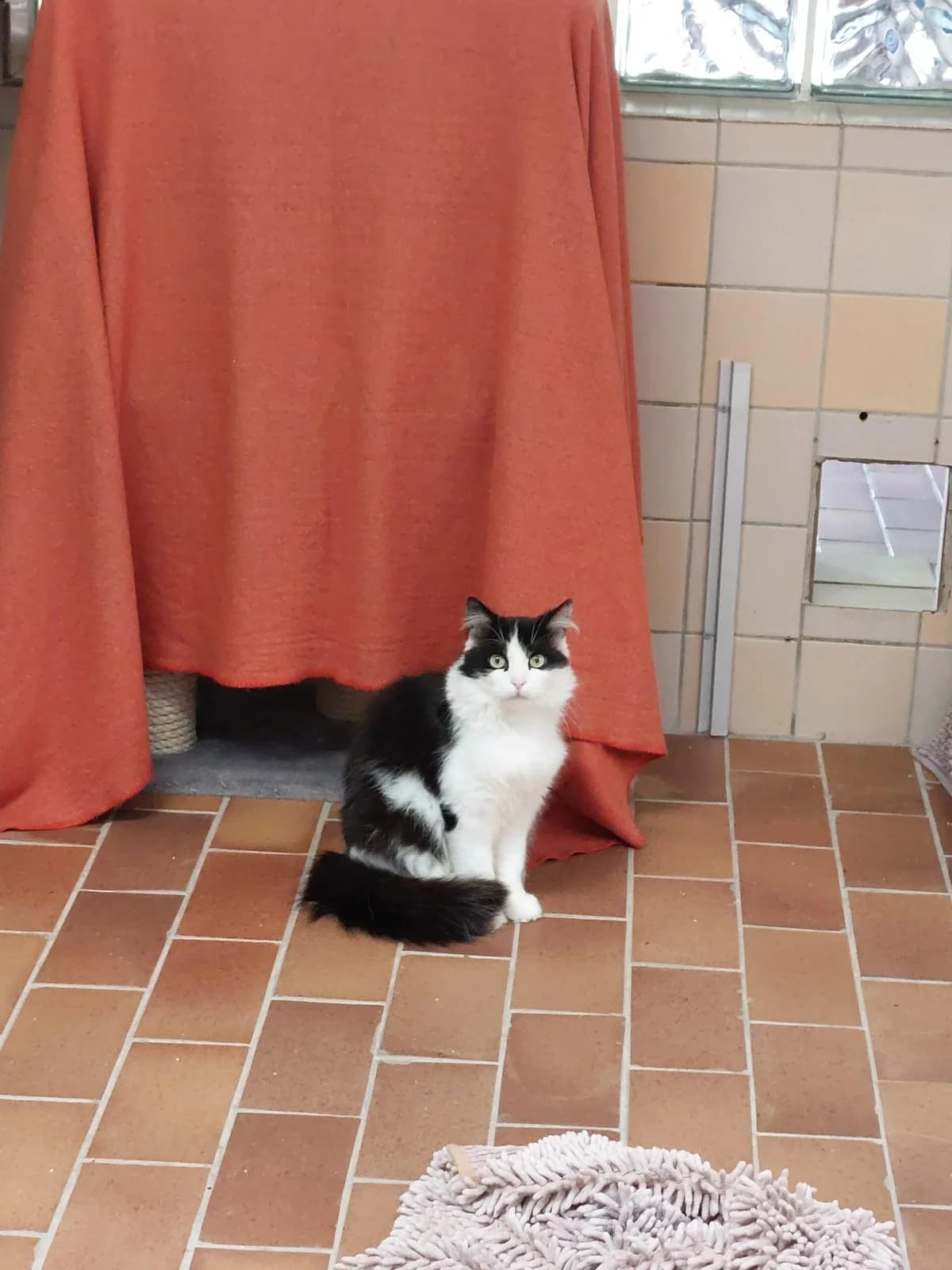 Puschkin, male 5yo mixed breed for adoption at Tierheim u. Tierschutzverein Kreis Ahrweiler e.V. / Tierheim Remagen., Remagen