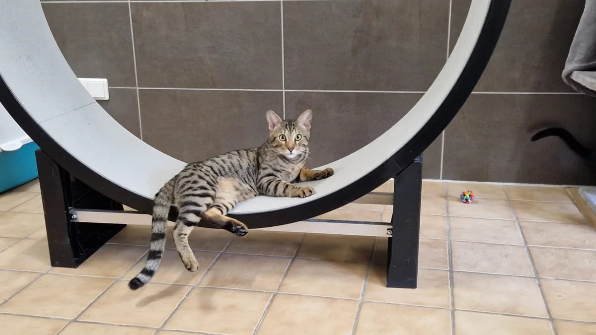 Samba, male 3yo Bengal for adoption at Tierheim u. Tierschutzverein Kreis Ahrweiler e.V. / Tierheim Remagen.