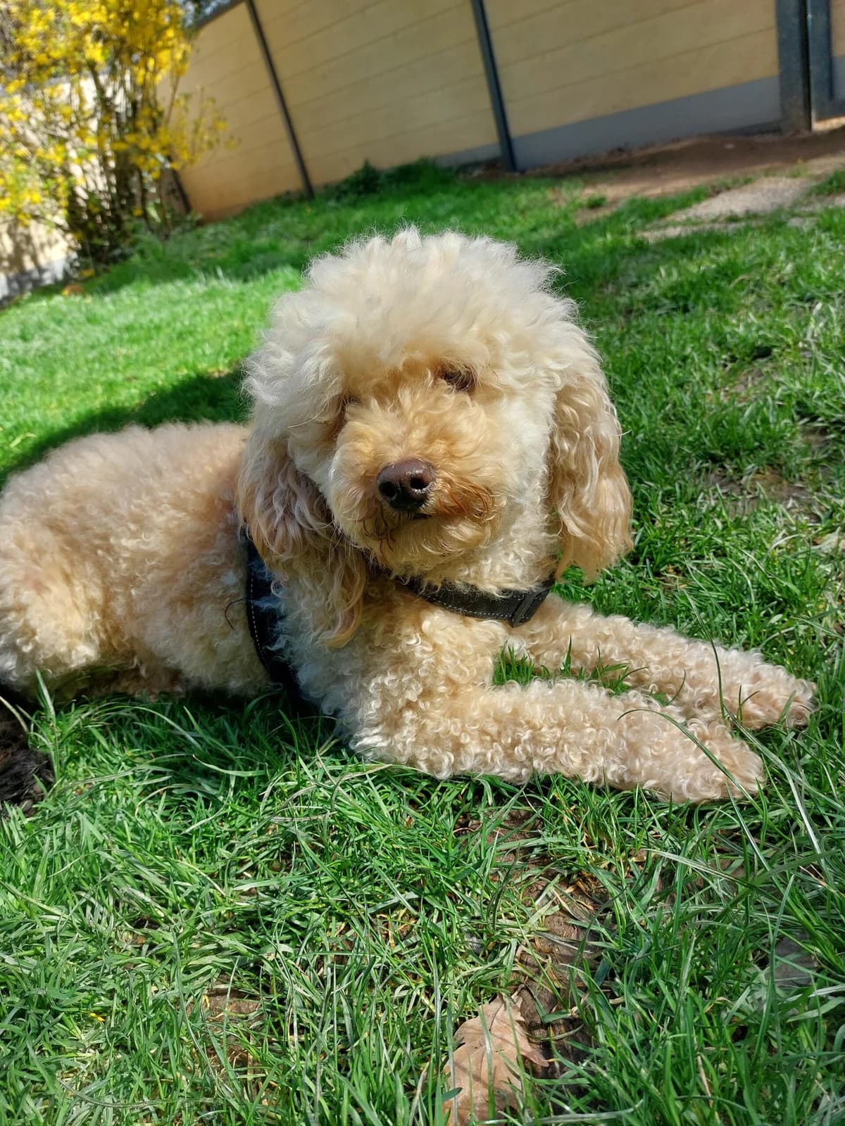 Rocky, male senior Poodle for adoption at Tierheim u. Tierschutzverein Kreis Ahrweiler e.V. / Tierheim Remagen., Remagen