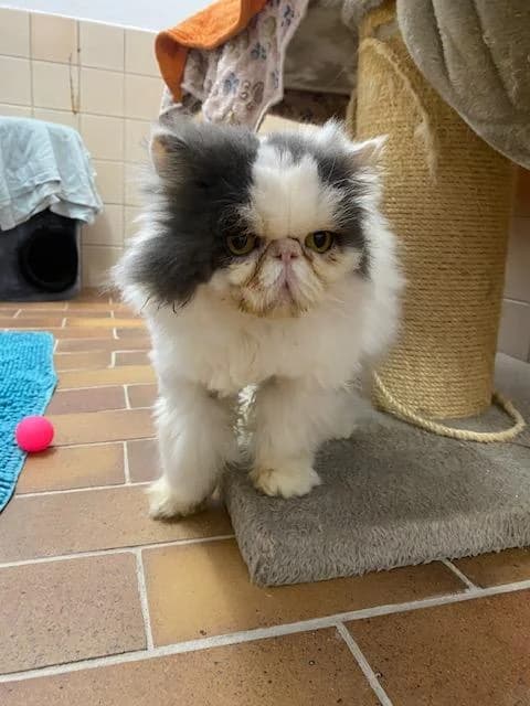 Ronnie, male senior Persian for adoption at Tierheim u. Tierschutzverein Kreis Ahrweiler e.V. / Tierheim Remagen.