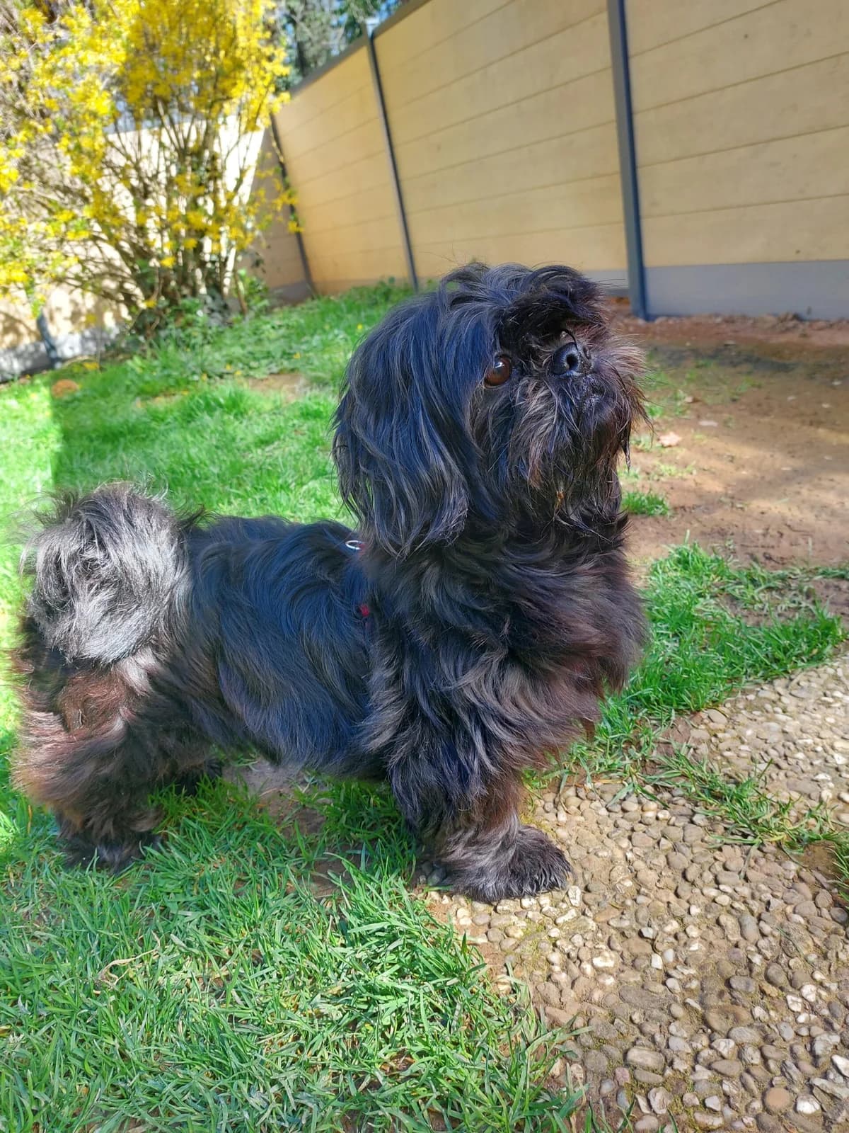 Rosi, female 7yo Shih Tzu for adoption at Tierheim u. Tierschutzverein Kreis Ahrweiler e.V. / Tierheim Remagen.