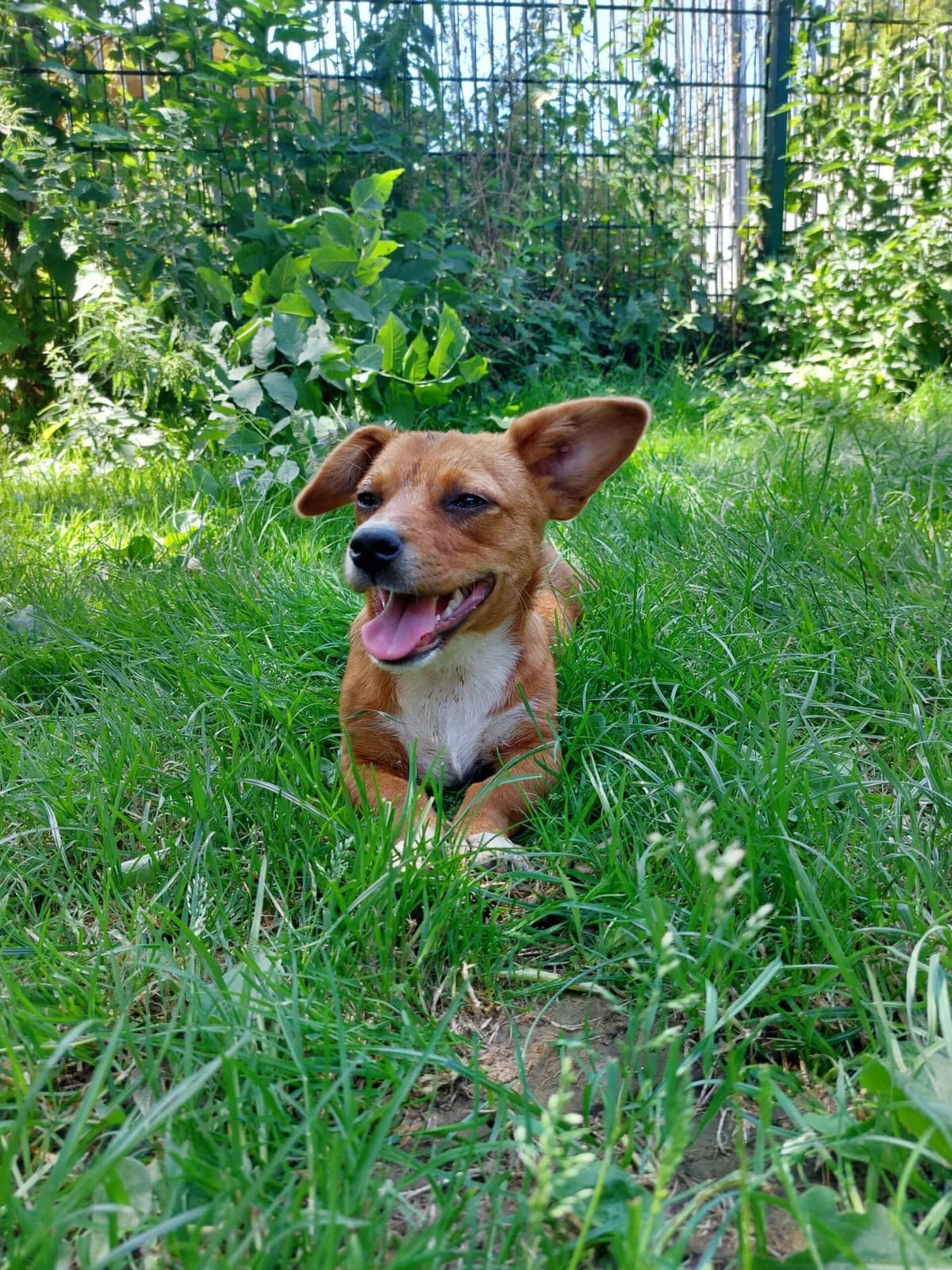 Rory, male 3yo Mixed Breed for adoption at Tierheim u. Tierschutzverein Kreis Ahrweiler e.V. / Tierheim Remagen., Remagen