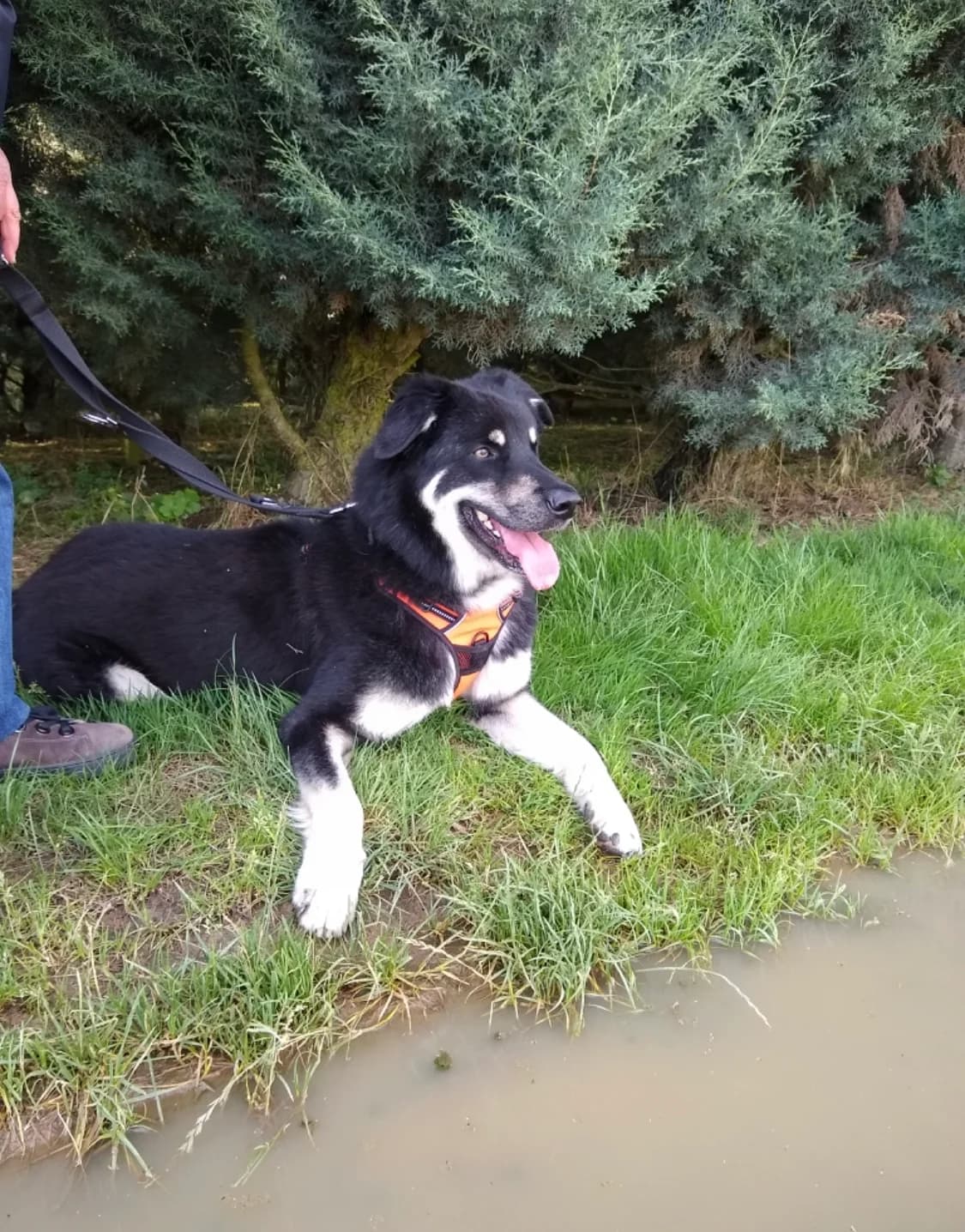 Seven, male 6yo Mixed Breed for adoption at Tierheim u. Tierschutzverein Kreis Ahrweiler e.V. / Tierheim Remagen., Remagen