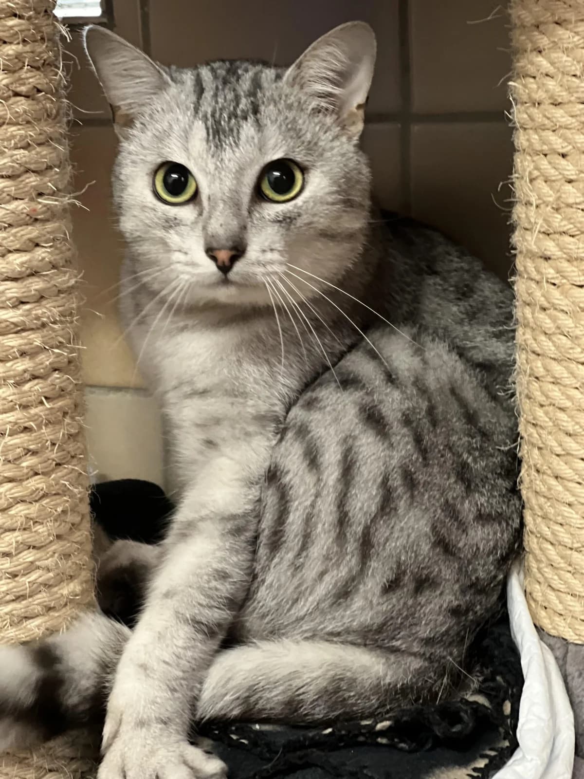 Silver, male 6yo British Shorthair for adoption at Tierheim u. Tierschutzverein Kreis Ahrweiler e.V. / Tierheim Remagen., Remagen