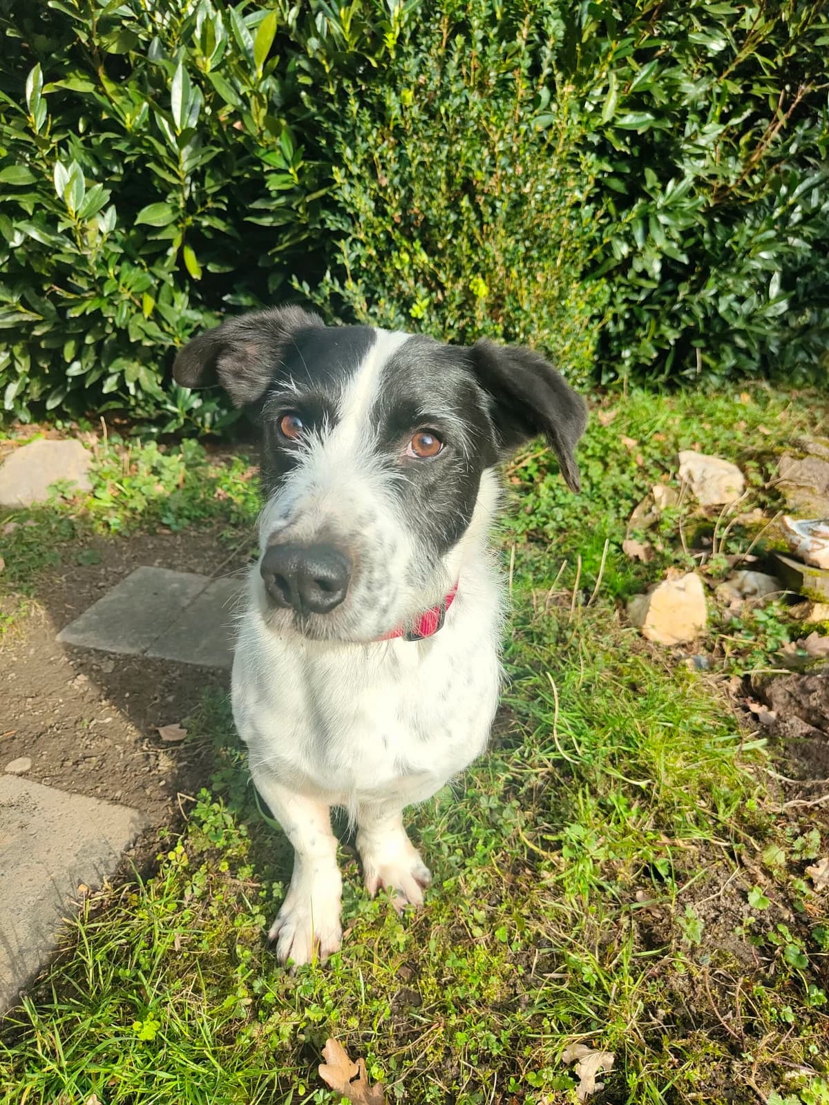Silvestre, male senior Mixed Breed for adoption at Tierheim u. Tierschutzverein Kreis Ahrweiler e.V. / Tierheim Remagen., Remagen