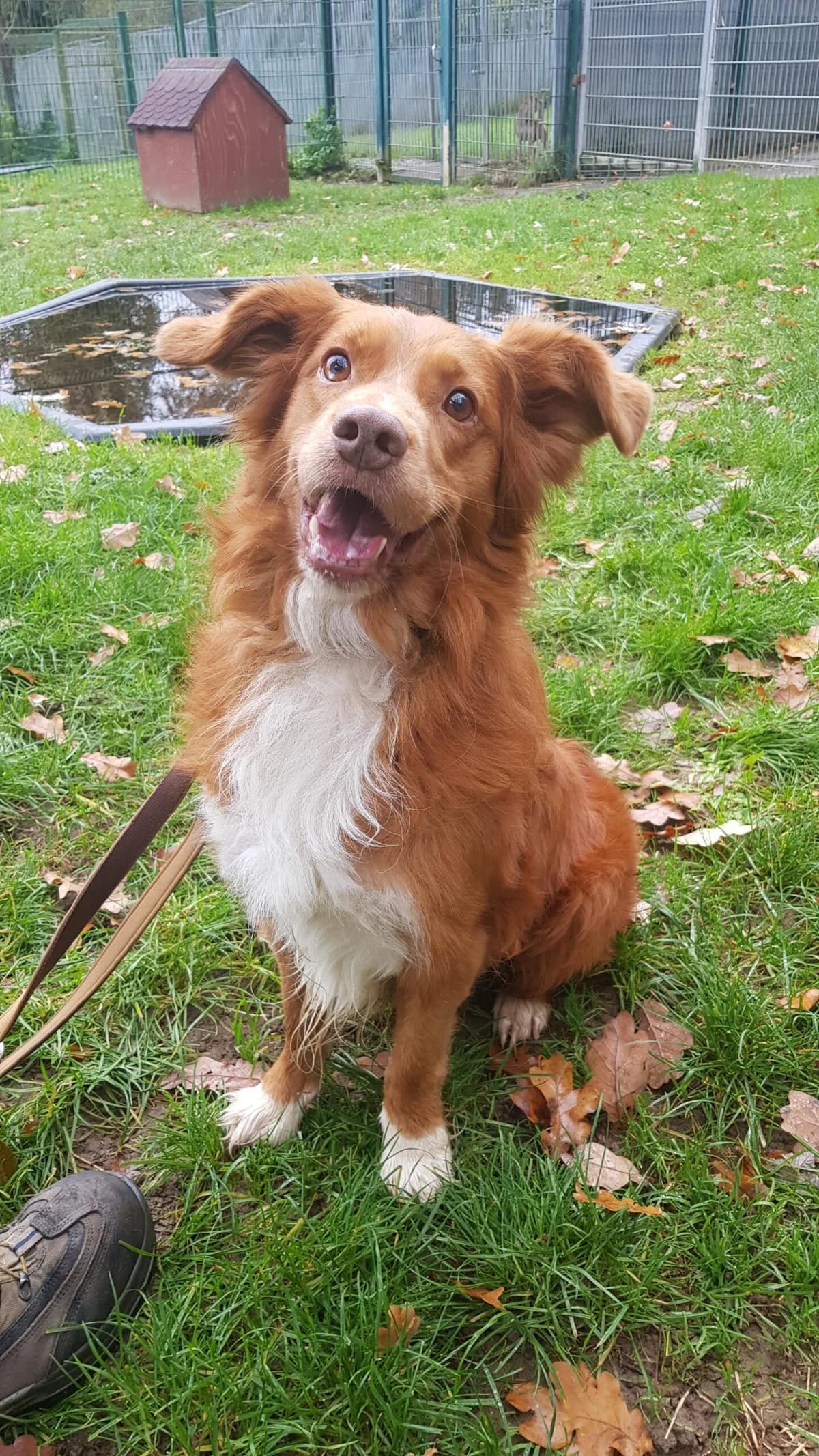 Sky, male senior Australian Shepherd for adoption at Tierheim u. Tierschutzverein Kreis Ahrweiler e.V. / Tierheim Remagen.