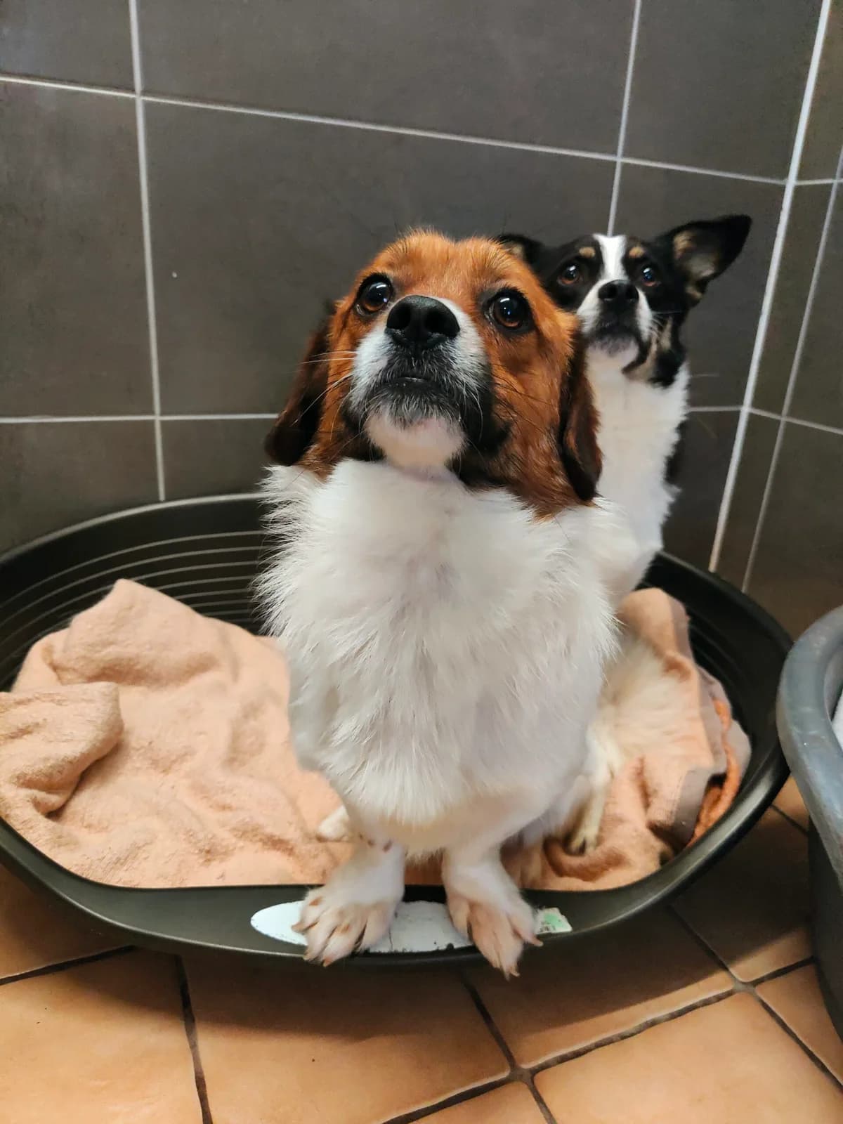 Snacks, male 5yo Mixed Breed for adoption at Tierheim u. Tierschutzverein Kreis Ahrweiler e.V. / Tierheim Remagen., Remagen