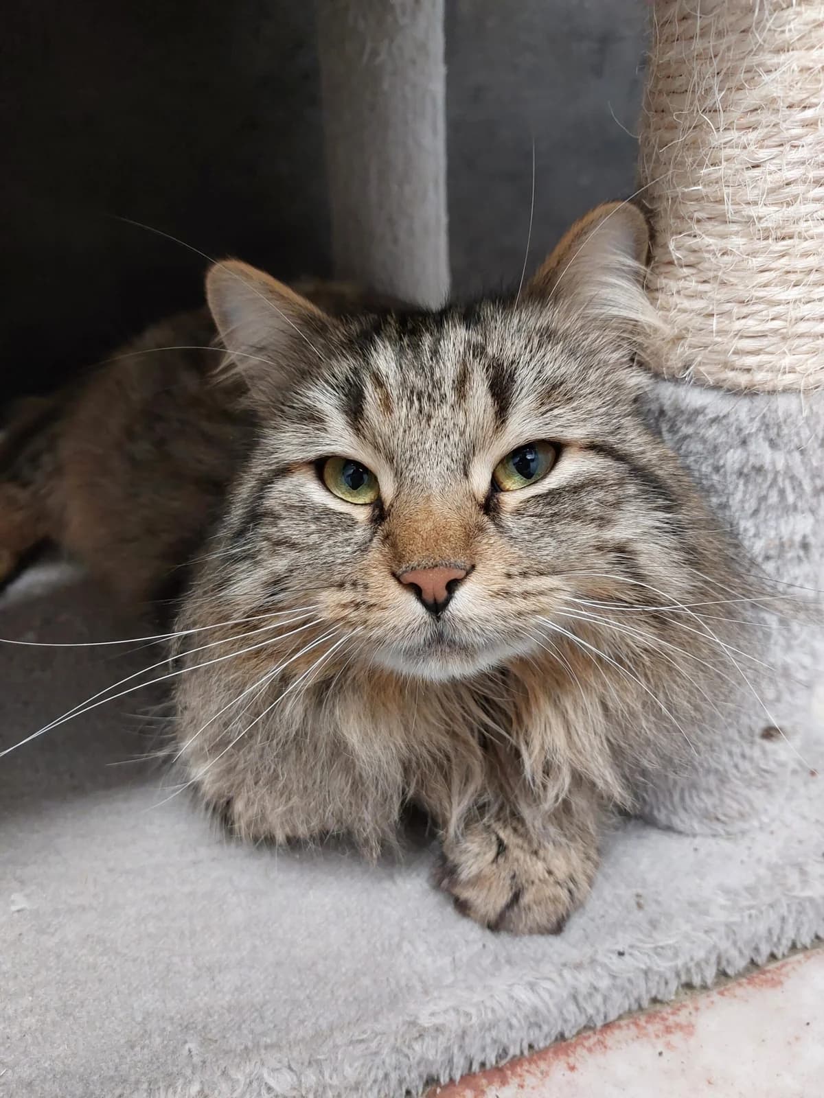 Woody, male 6yo Norwegian Forest Cat for adoption at Tierheim u. Tierschutzverein Kreis Ahrweiler e.V. / Tierheim Remagen., Remagen