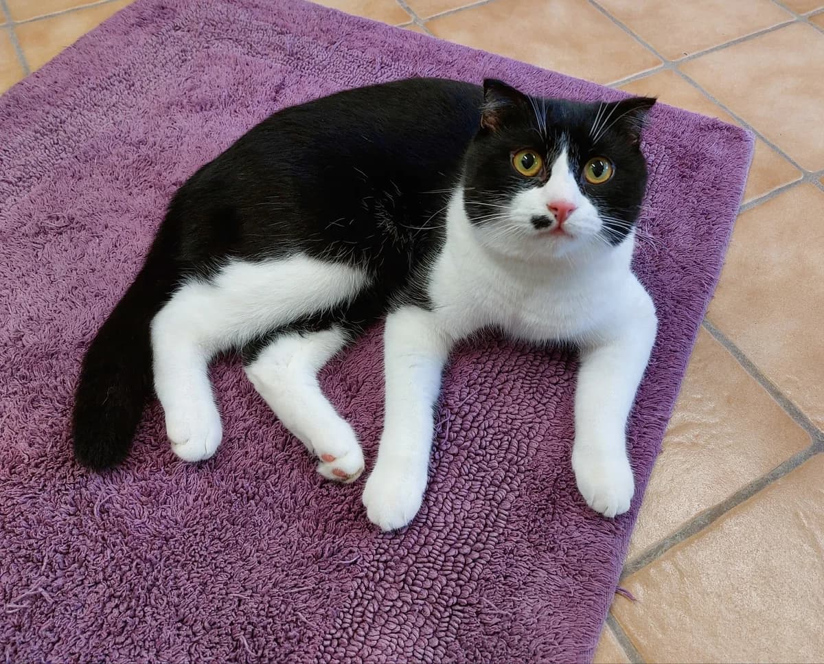 Till, male 5yo Scottish Fold for adoption at Tierheim u. Tierschutzverein Kreis Ahrweiler e.V. / Tierheim Remagen., Remagen