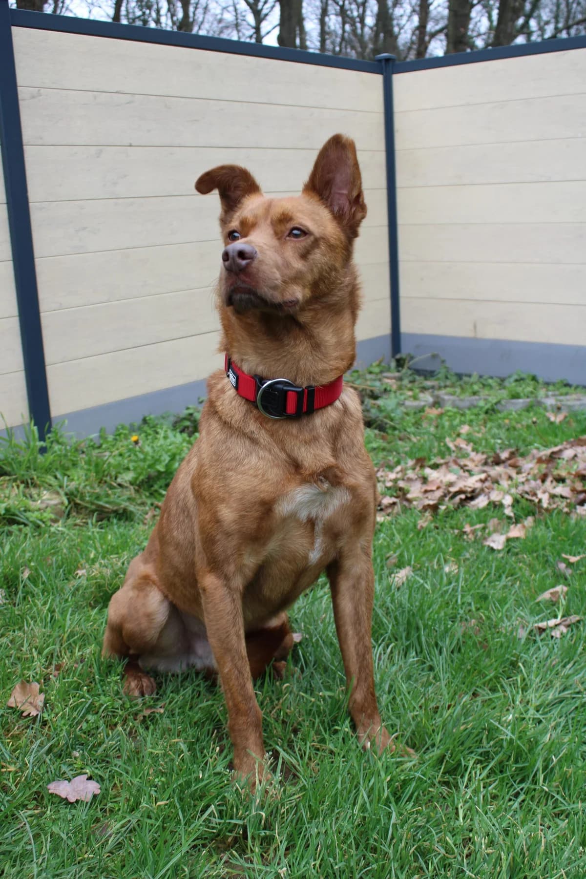 Toffee, male 7yo Mixed Breed for adoption at Tierheim u. Tierschutzverein Kreis Ahrweiler e.V. / Tierheim Remagen., Remagen