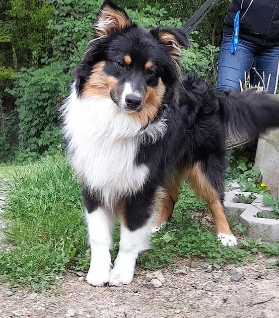 Ty, male 4yo Australian Shepherd for adoption at Tierheim u. Tierschutzverein Kreis Ahrweiler e.V. / Tierheim Remagen.