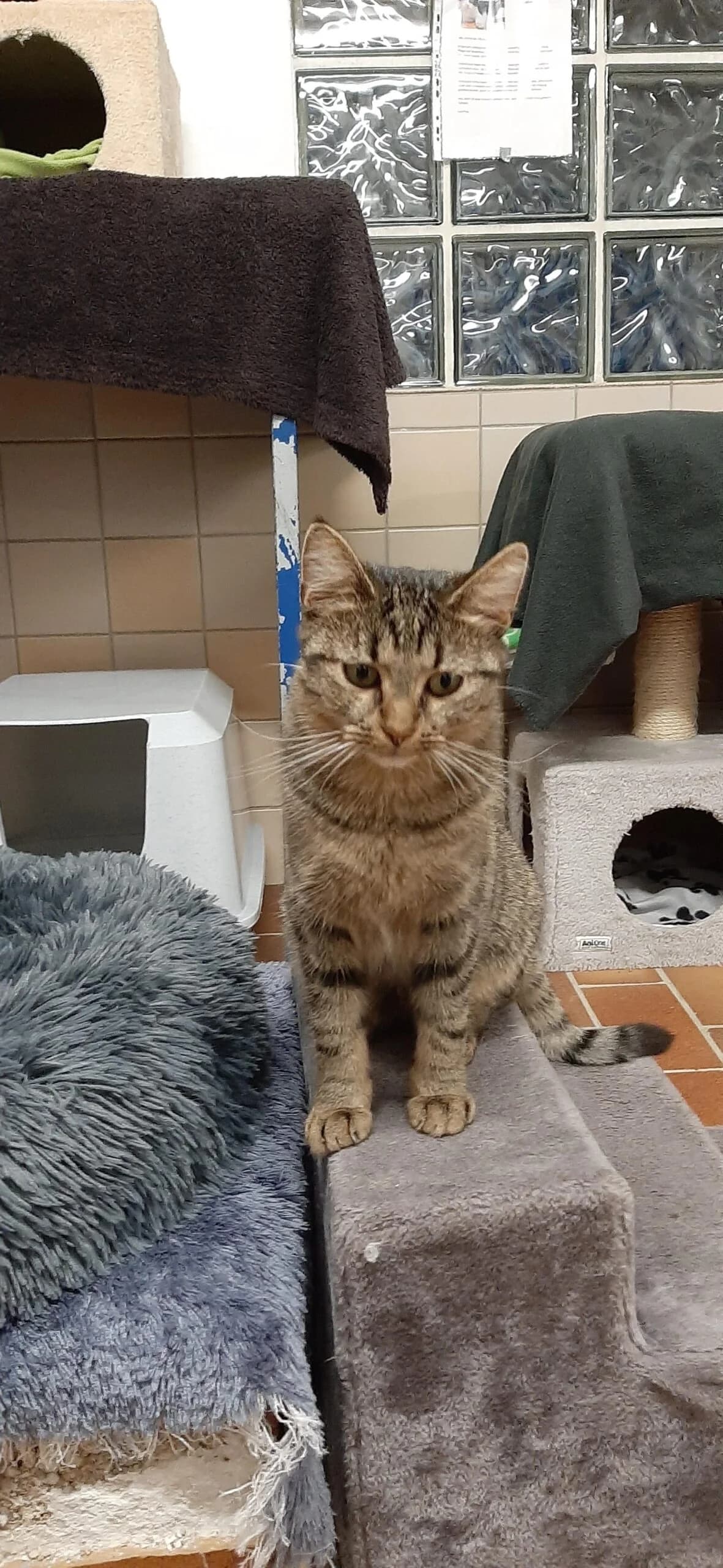 Urmel, male 7yo mixed breed for adoption at Tierheim u. Tierschutzverein Kreis Ahrweiler e.V. / Tierheim Remagen., Remagen