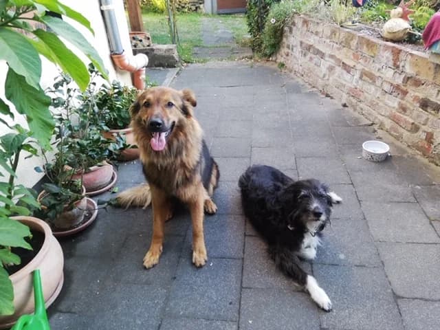 Wolle, male senior German Shepherd for adoption at Tierheim u. Tierschutzverein Kreis Ahrweiler e.V. / Tierheim Remagen.