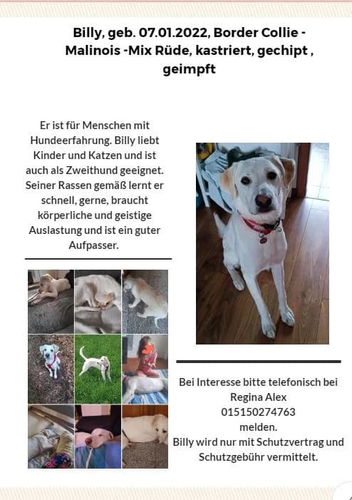 Billy, male 4yo Border Collie for adoption at Tierheim u. Tierschutzverein Kreis Ahrweiler e.V. / Tierheim Remagen.