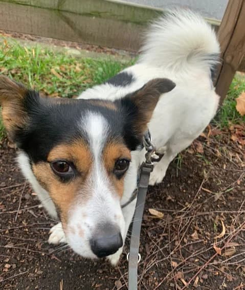 Charly, male senior Jack Russell Terrier for adoption at Tierheim u. Tierschutzverein Kreis Ahrweiler e.V. / Tierheim Remagen.
