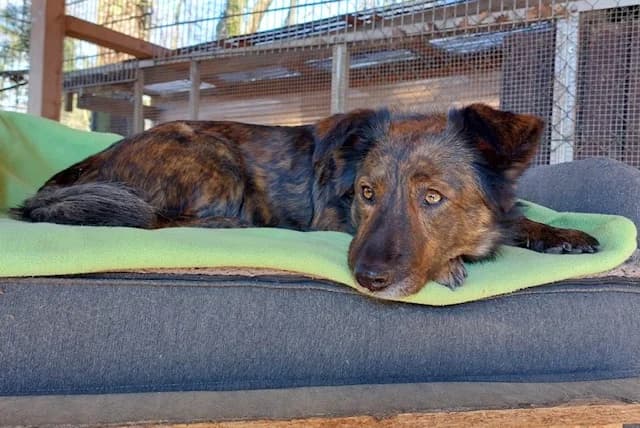 Zita, female senior Mixed Breed for adoption at Tierheim u. Tierschutzverein Kreis Ahrweiler e.V. / Tierheim Remagen., Remagen